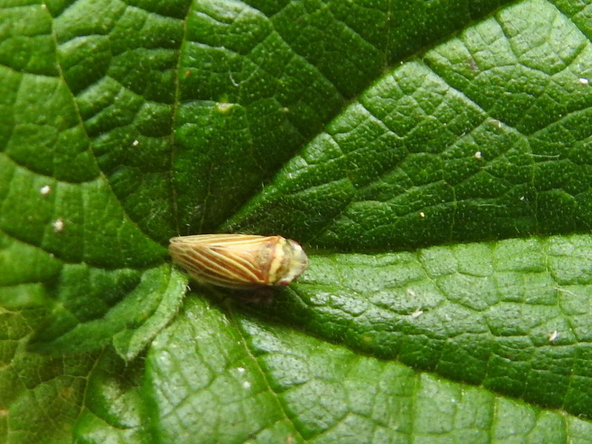 Aphrodes