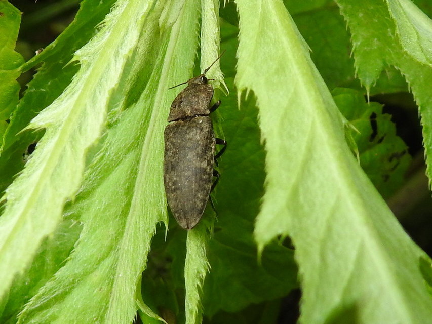 Agrypnus murinus - egérszínű pikkelyespattanó
