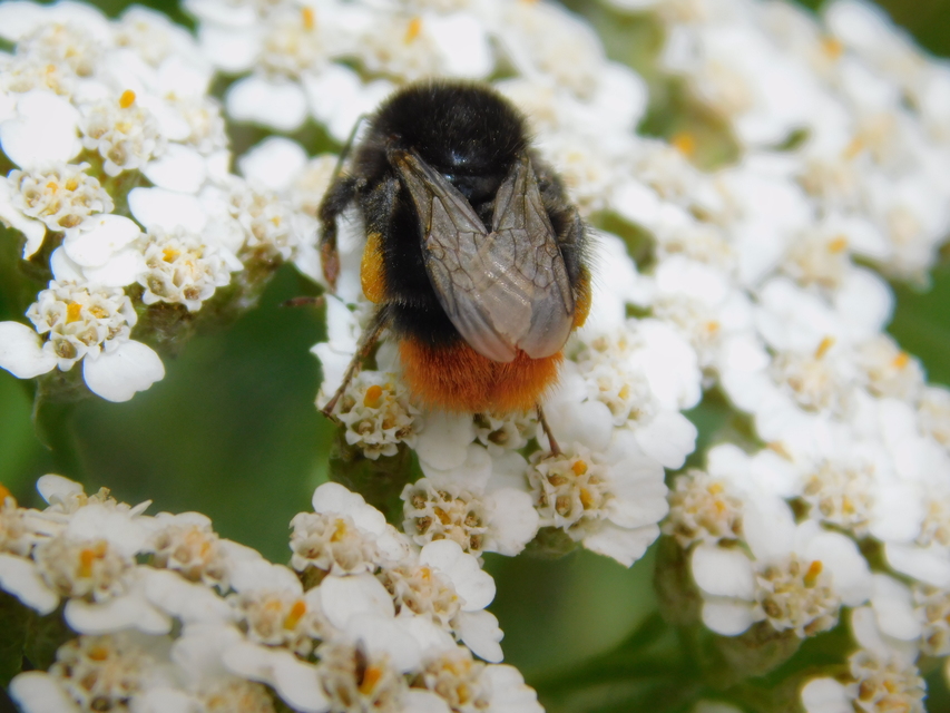 Bombus lapidarius - kövi poszméh