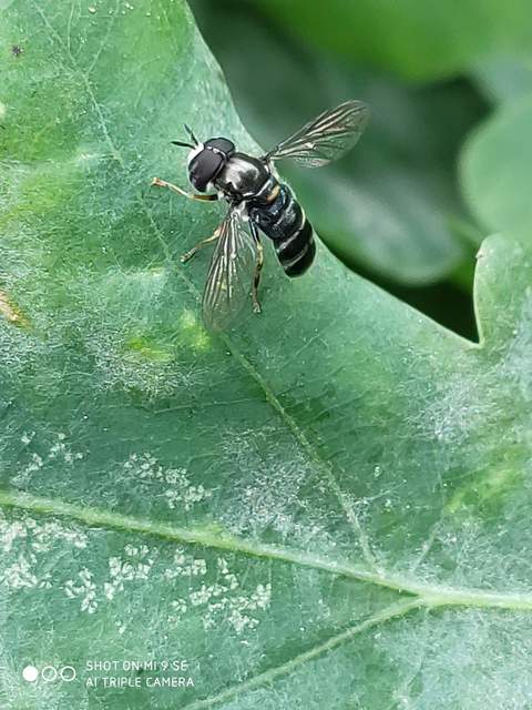 Paragus pecchiolii