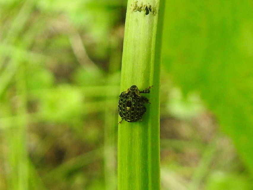 Cionus tuberculosus - sávosnyakú gömbormányos