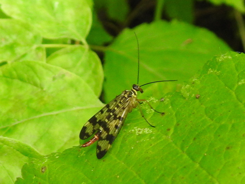 Panorpa vulgaris