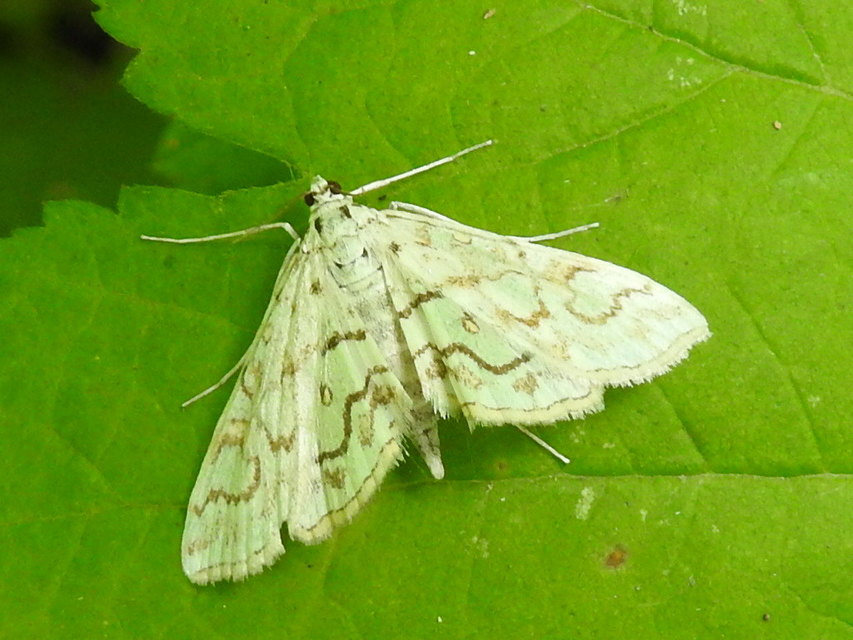 Elophila rivulalis - déli vízimoly
