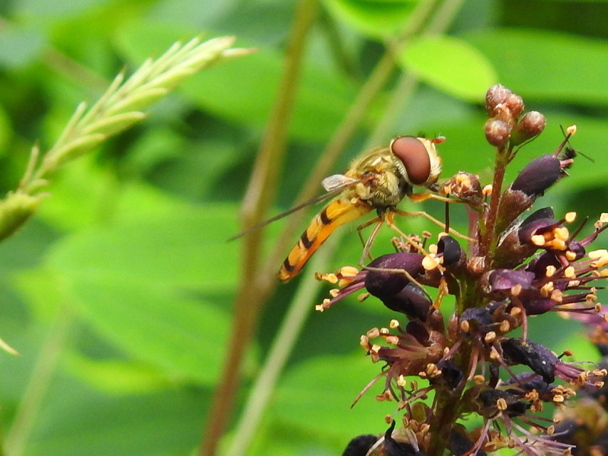 Episyrphus balteatus - ékfoltos zengőlégy