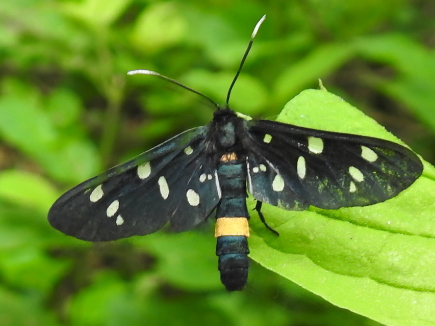 Amata phegea - fehérpettyes álcsüngőlepke