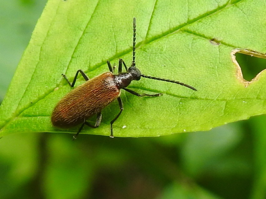 Lagria hirta - réti gyapjasbogár