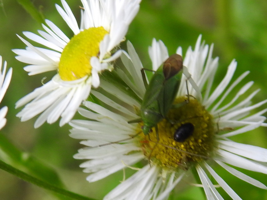 Calocoris affinis