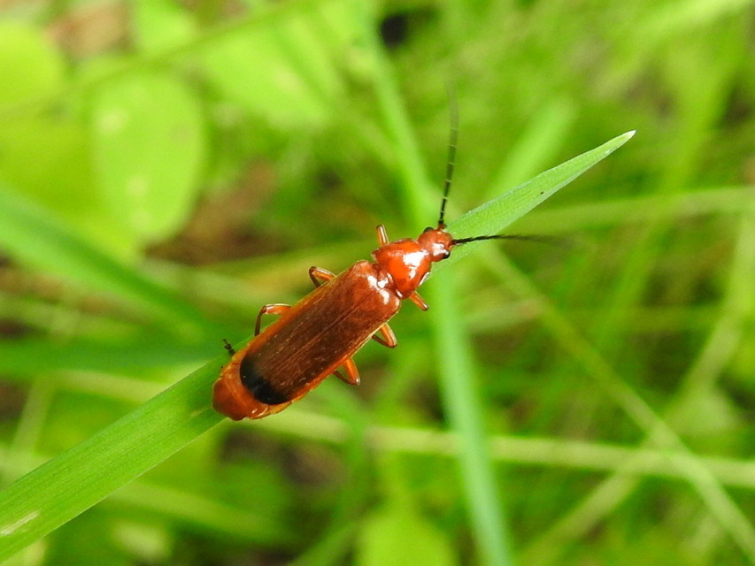 Rhagonycha fulva - feketevégű lágybogár