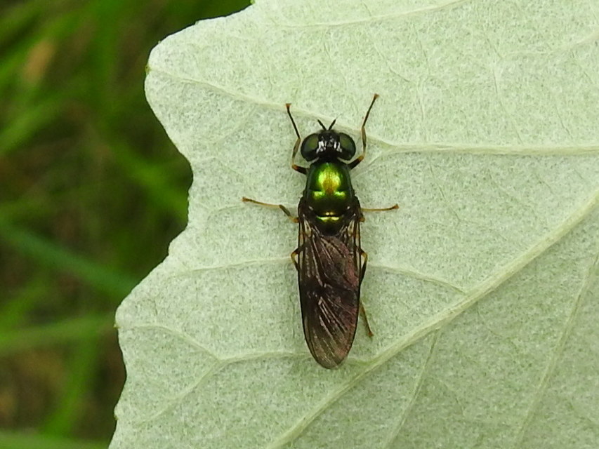 Chloromyia