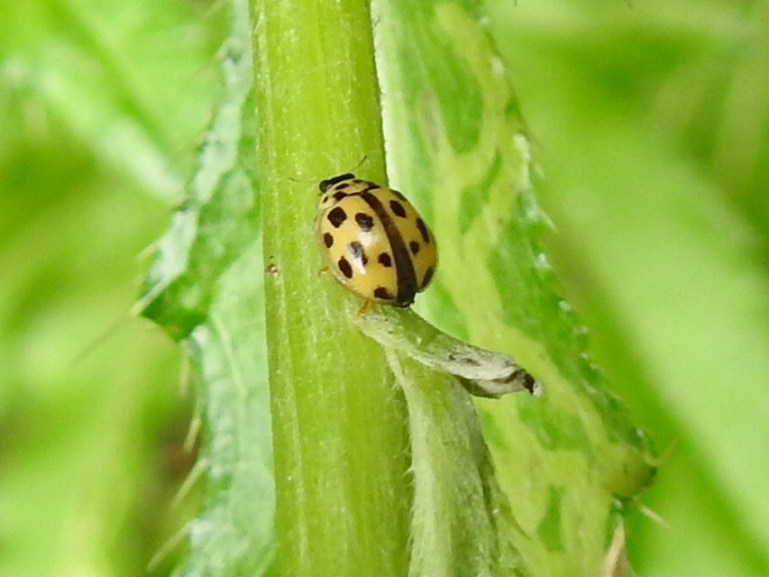 Propylea quatuordecimpunctata - tizennégypettyes füsskata