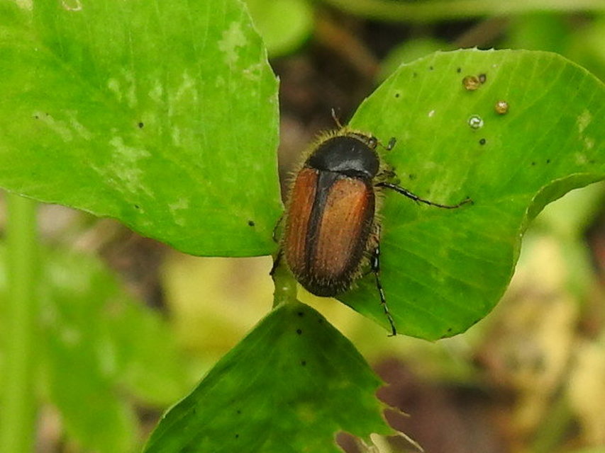 Omaloplia nigromarginata - szegélyes kiscserebogár