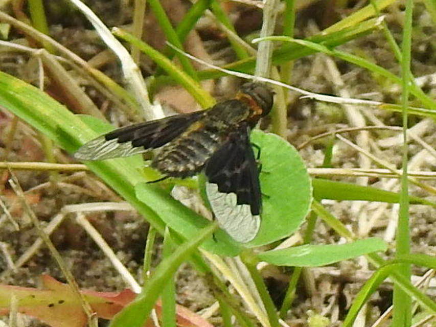 Hemipenthes morio - közönséges gyászlégy