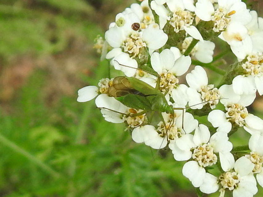 Calocoris affinis
