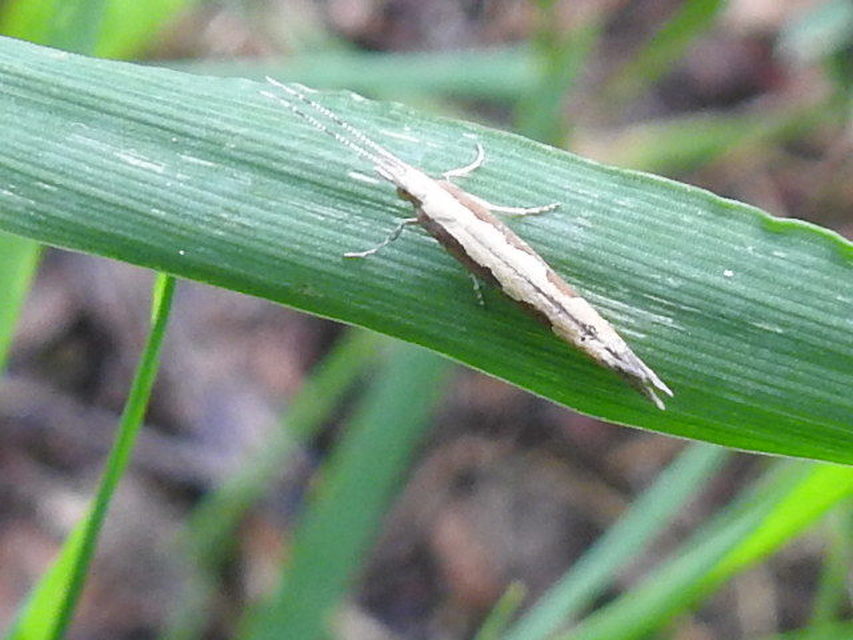 Plutella xylostella - káposztamoly