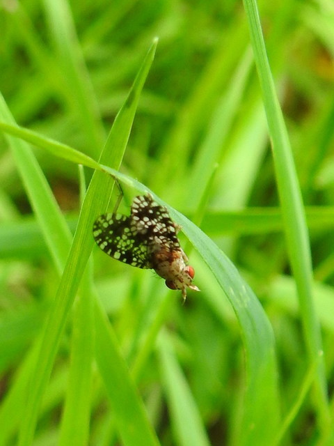 Trypetoptera punctulata - pirosszemű szarvaslégy