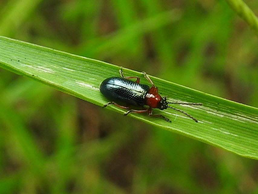 Oulema melanopus/duftschmidi