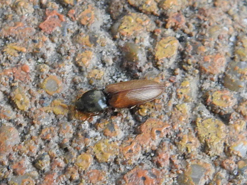 Dicronychus cinereus - szürke szívespattanó