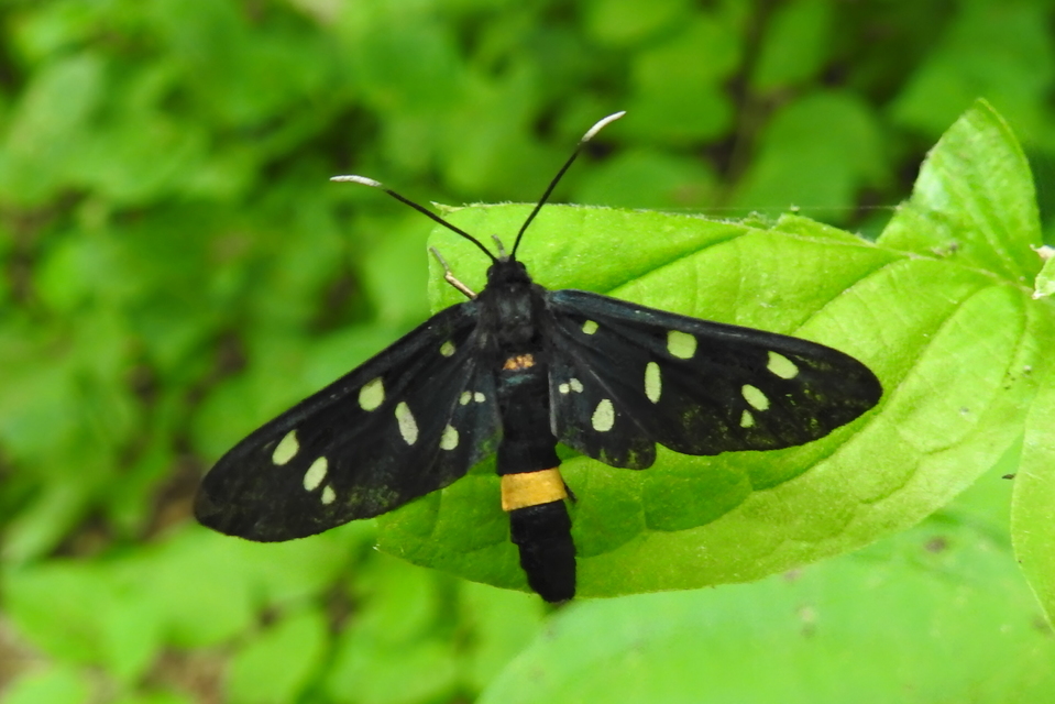 Amata phegea - fehérpettyes álcsüngőlepke