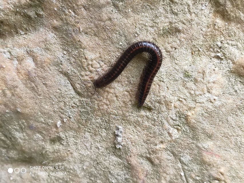 Megaphyllum unilineatum