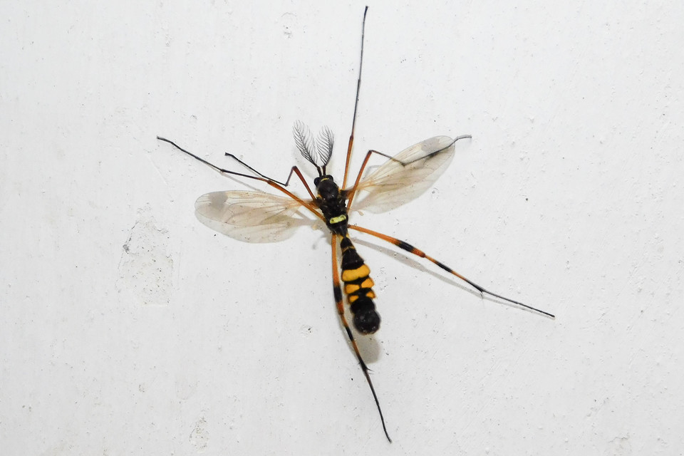 Ctenophora festiva
