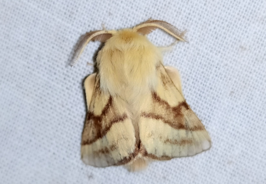 Malacosoma castrensis - kutyatejszövő