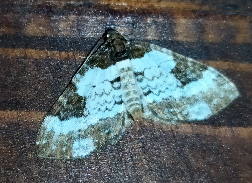 Melanthia procellata - hullámos tarkaaraszoló