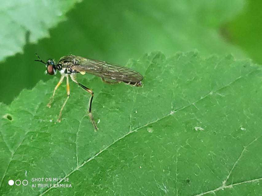 Dioctria linearis - karcsú héjalégy