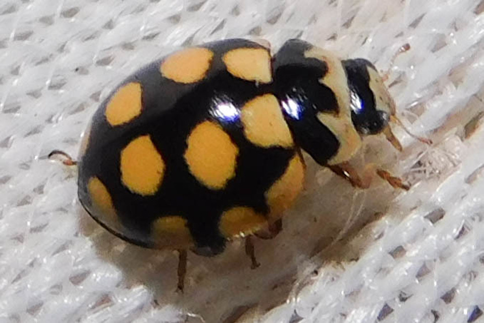Coccinula quatuordecimpustulata - feketesárga katóka