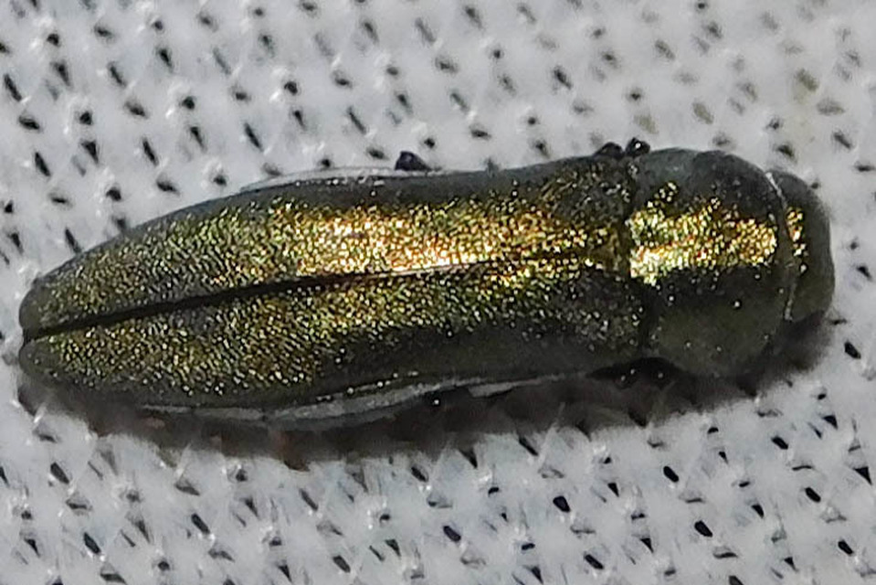 Agrilus albogularis - üröm-karcsúdíszbogár