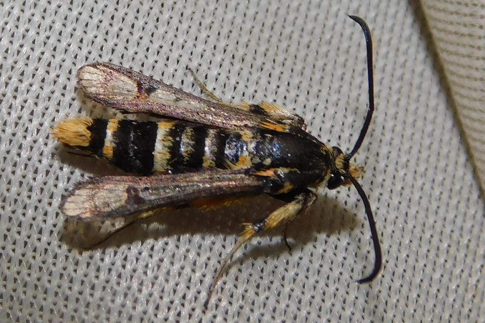 Chamaesphecia masariformis - ökörfarkkóró-szitkár