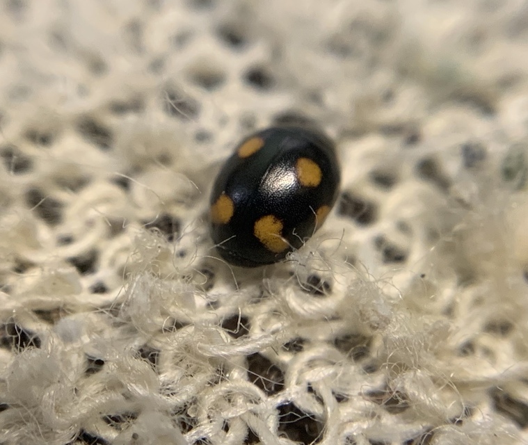 Hyperaspis erythrocephala - homoki szerecsenböde