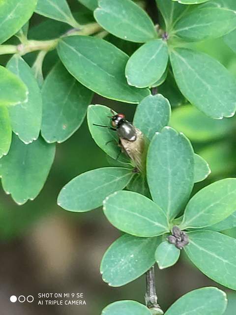 Calliopum
