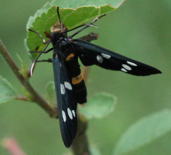 Amata phegea - fehérpettyes álcsüngőlepke