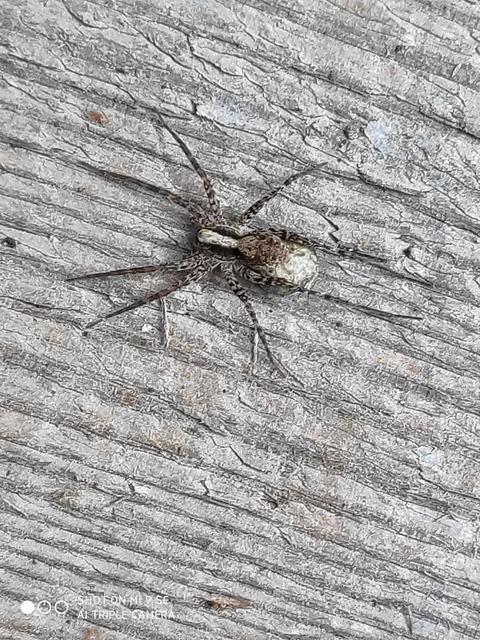 Pardosa alacris/lugubris