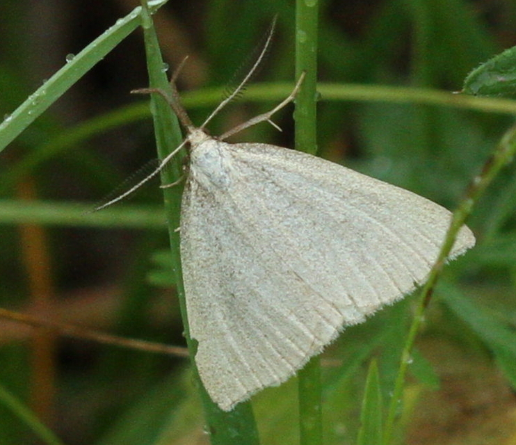 Polypogon tentacularia - sötétaljú karcsúbagoly