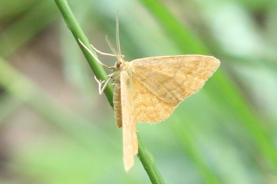 Idaea ochrata - okkerszínű sávosaraszoló