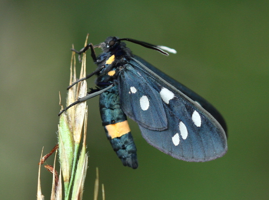 Amata phegea - fehérpettyes álcsüngőlepke
