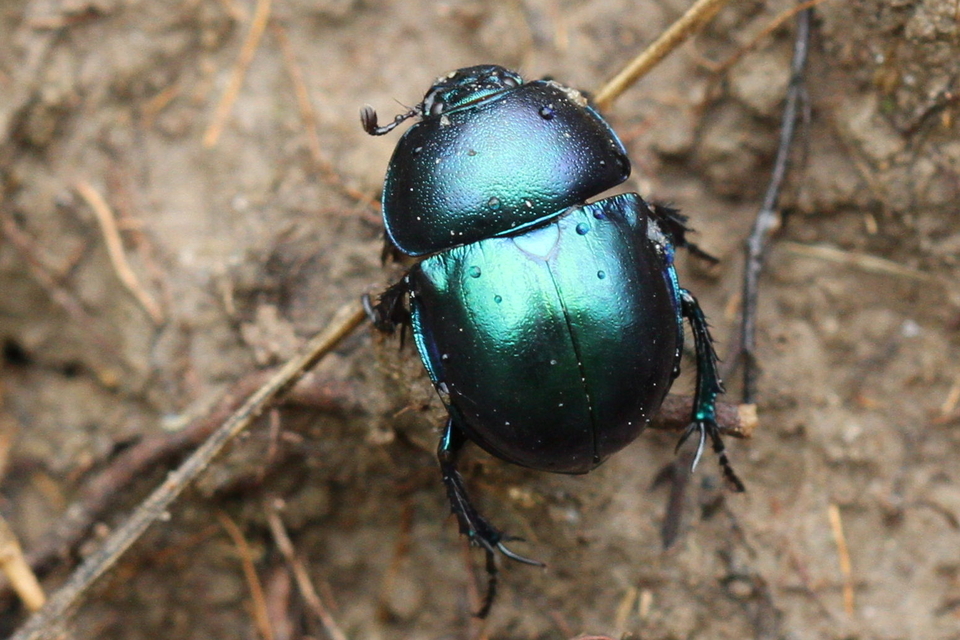 Trypocopris vernalis - tavaszi álganéjtúró