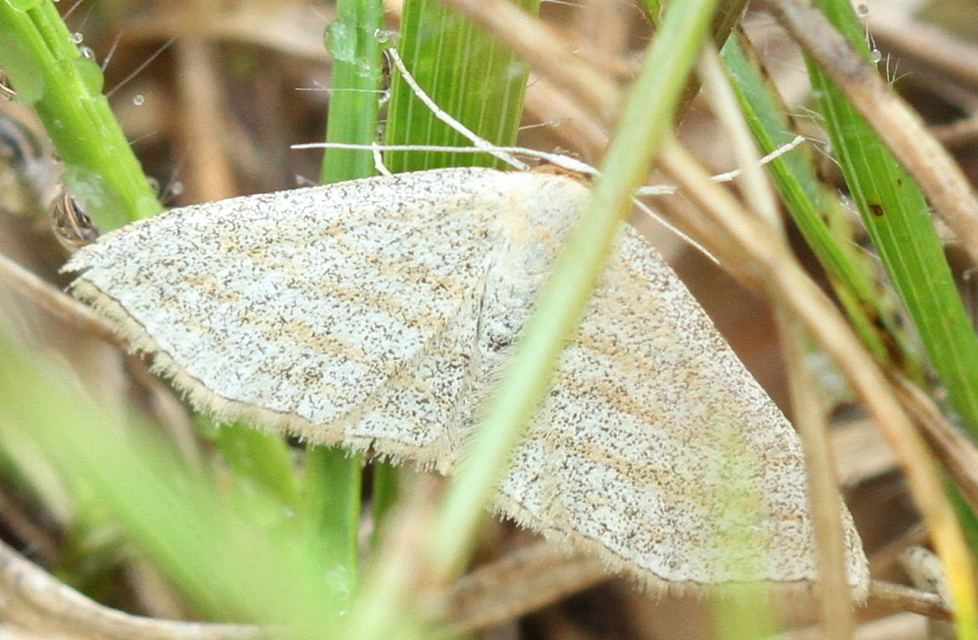 Scopula virgulata - vesszős sávosaraszoló