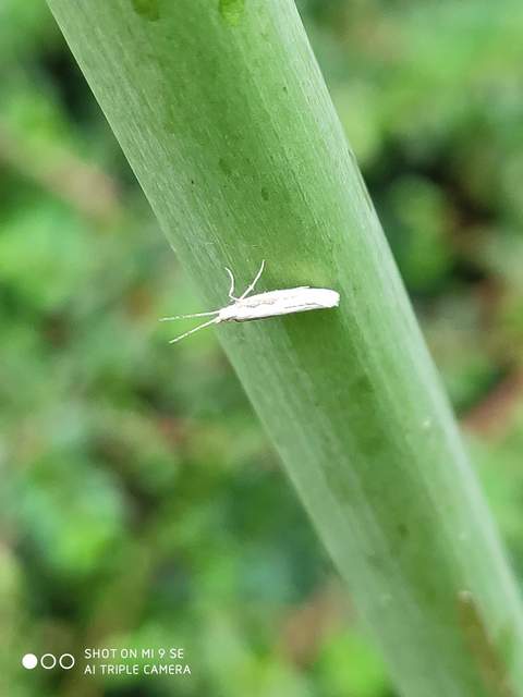 Plutella xylostella - káposztamoly