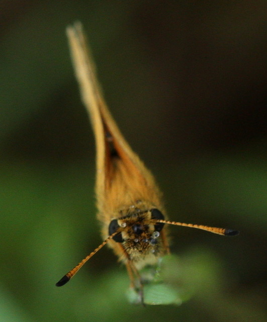 Thymelicus lineola - vonalas busalepke