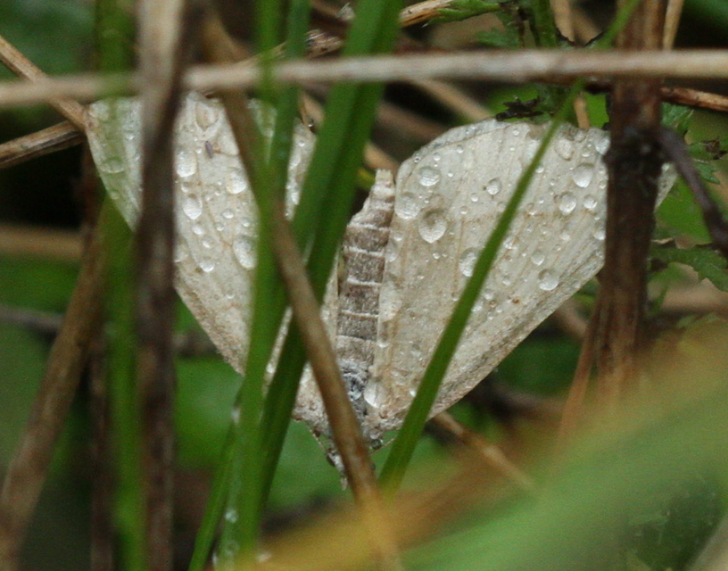 Scotopteryx mucronata/luridata/ignorata