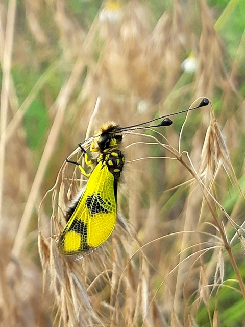 Libelloides macaronius - keleti rablópille