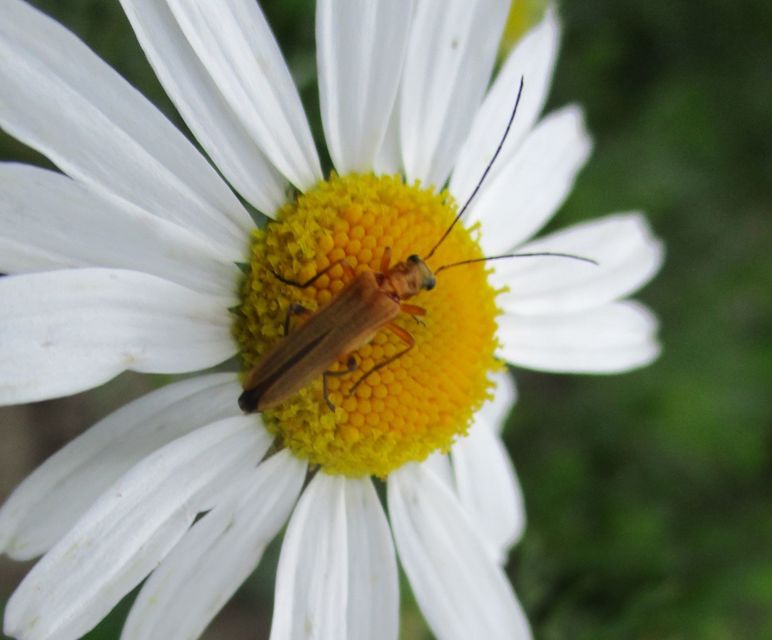 Oedemera podagrariae - székfű-álcincér
