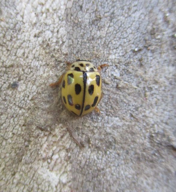 Propylea quatuordecimpunctata - tizennégypettyes füsskata
