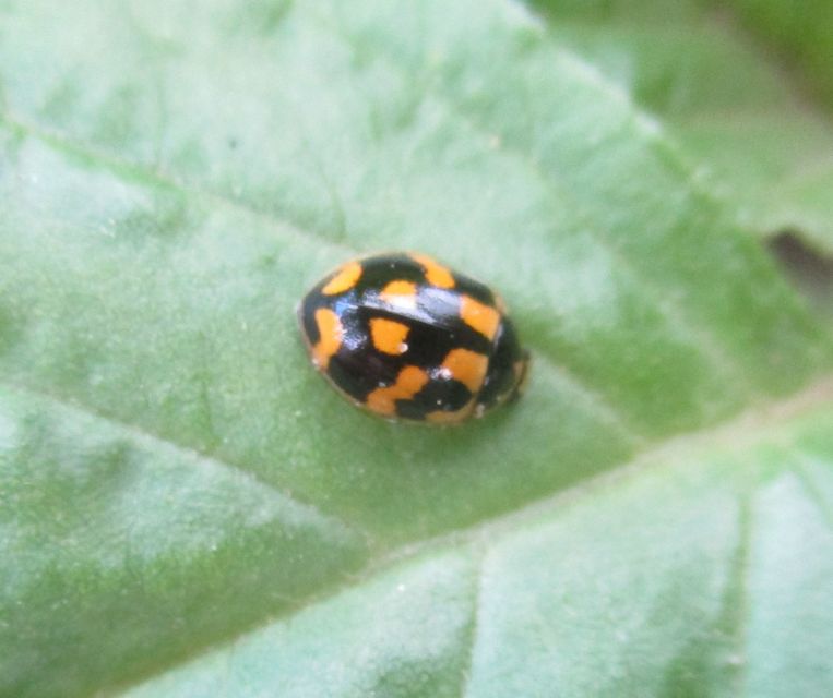 Propylea quatuordecimpunctata - tizennégypettyes füsskata