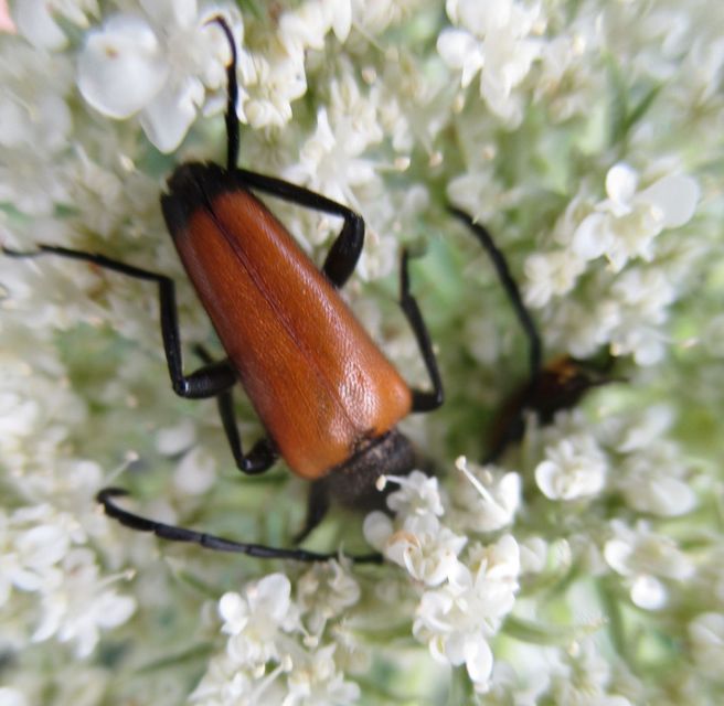 Stictoleptura fulva - vörhenyes virágcincér