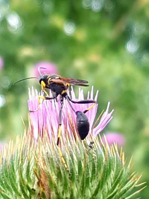 Sceliphron caementarium - feketenyelű lopódarázs
