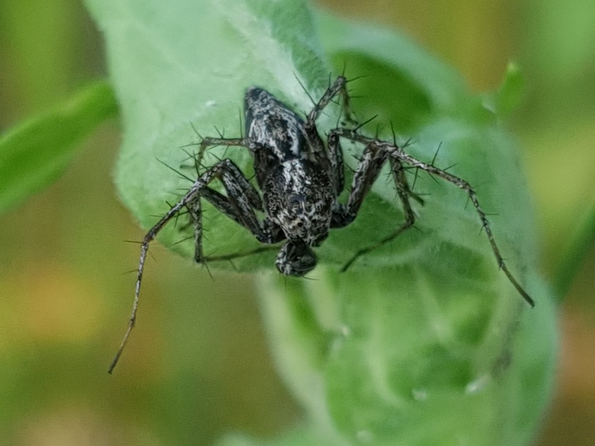 Oxyopes ramosus