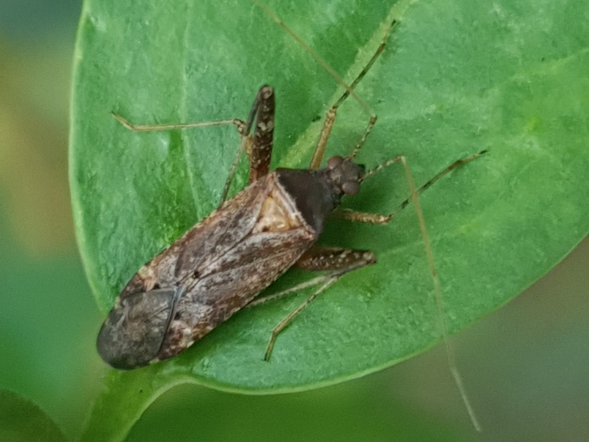Phytocoris